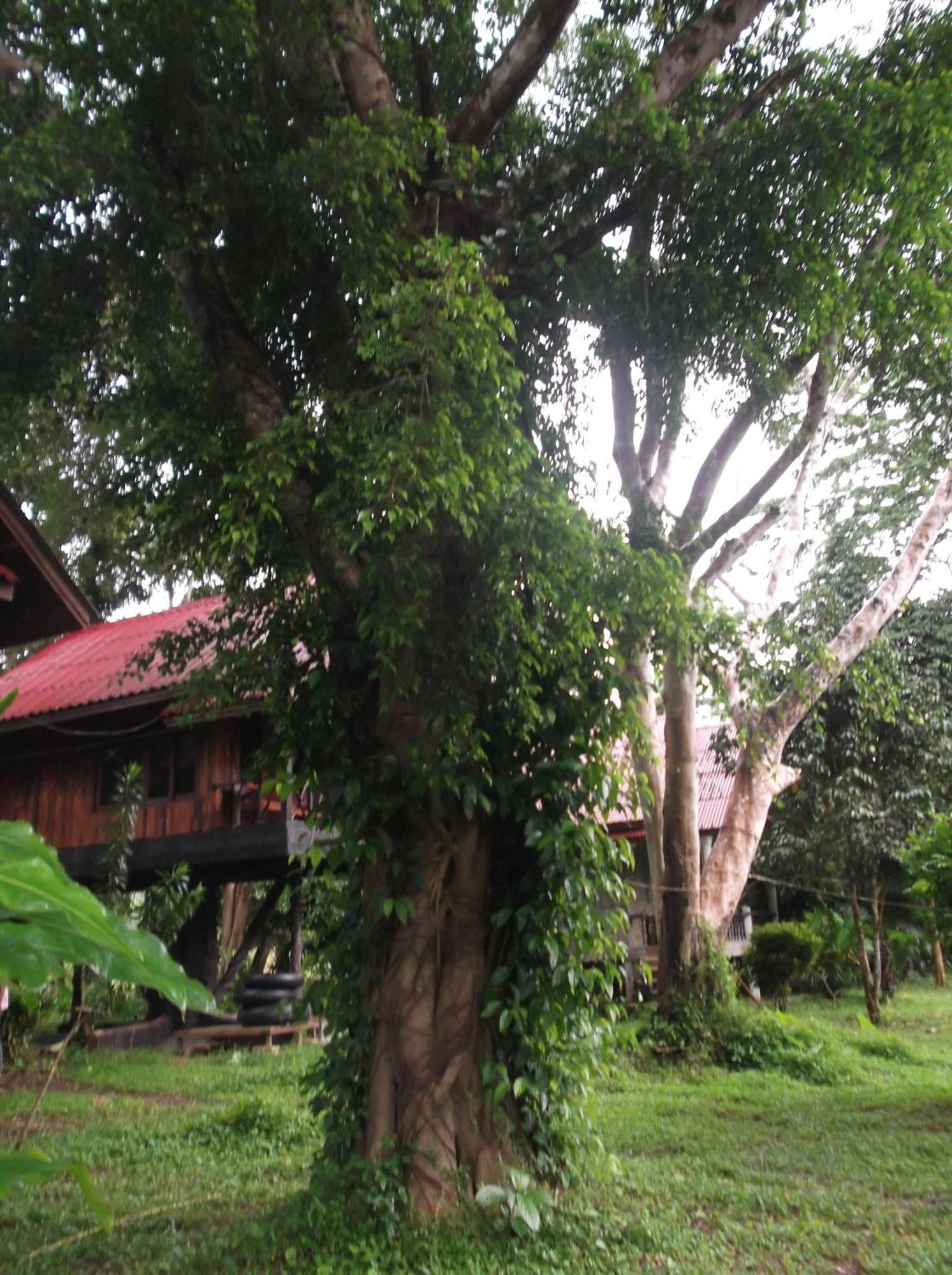 Готель Bamboo House Khao Sok National Park Екстер'єр фото